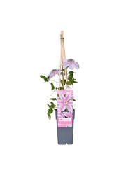 Clematis Grootbloemige Bosrank Nelly Moser