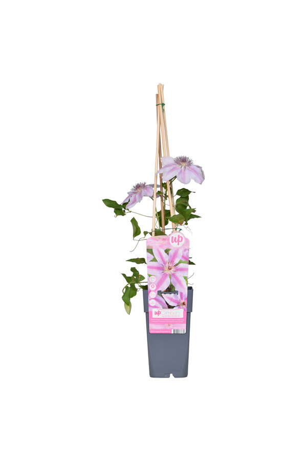 Clematis Grootbloemige Bosrank Nelly Moser