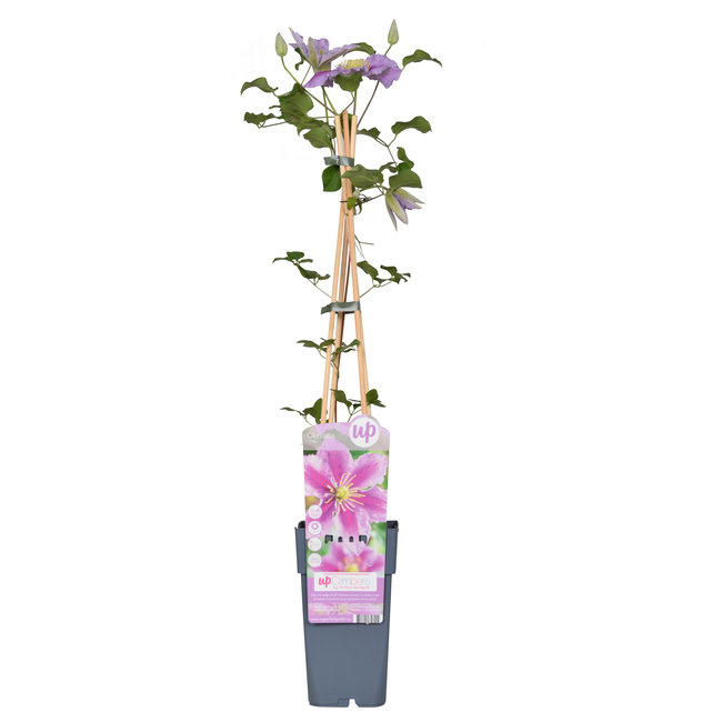 Clematis Grootbloemige Bosrank Piilu