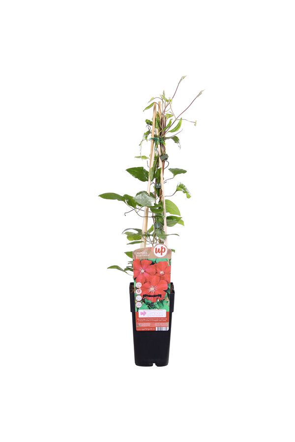Clematis Grootbloemige Bosrank Rouge Cardinal