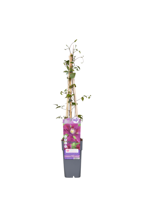Clematis Grootbloemige Bosrank Warszawska Nike