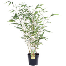 Bamboe Phyllostachys