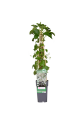 Klimhortensia Petiolaris