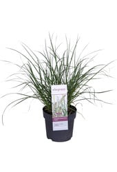 Lampenpoetersgras Hameln