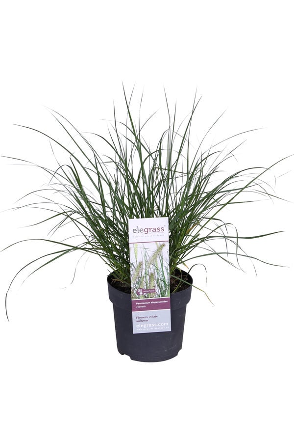 Lampenpoetersgras Hameln