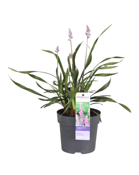 Leliegras Liriope