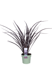 Phormium Nieuw Zeelands Vlas Rubra Nana