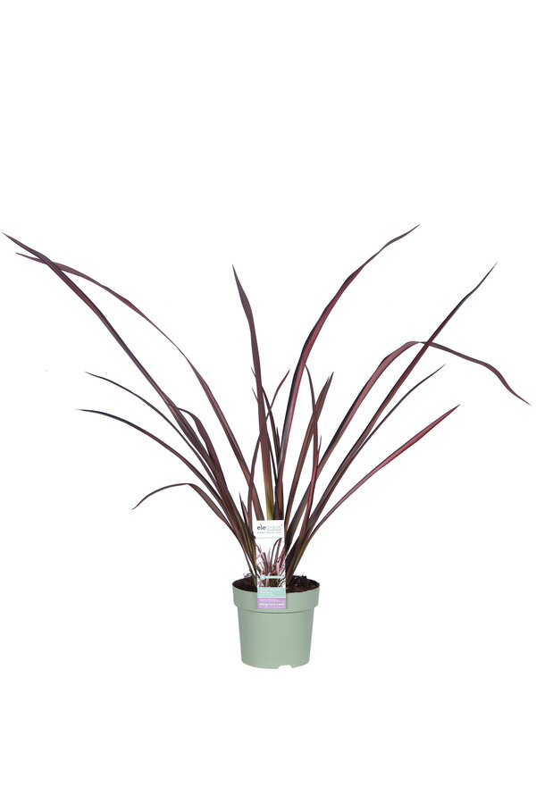 Phormium Nieuw Zeelands Vlas Pink Flamingo