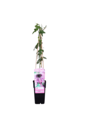 Passiebloem Purple Haze
