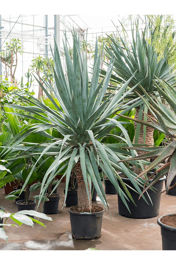 Dracaena Draco Compact
