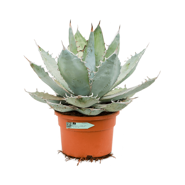 Agave Titanota Blue Ice