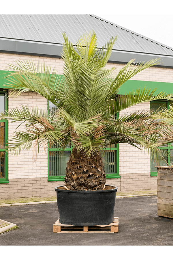 Jubaea Chilensis
