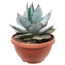 Agave