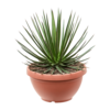 Agave Ocahui