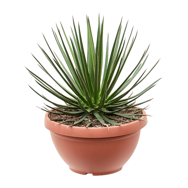 Agave Ocahui