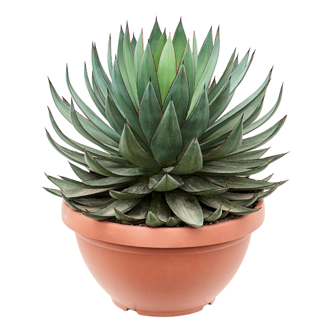 Agave Shaka Zulu