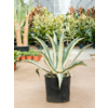 Agave Amerciana Mediopicta Alba