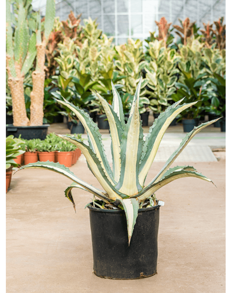 Agave