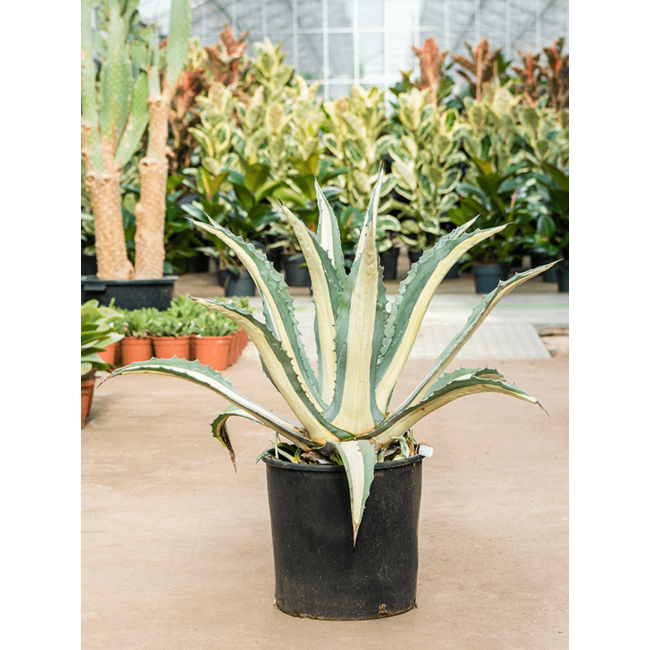 Agave Amerciana Mediopicta Alba