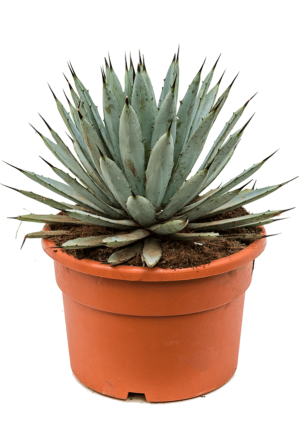 Agave Macroacantha