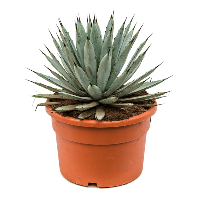 Agave Macroacantha