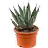 Agave Nigra