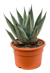Agave Nigra