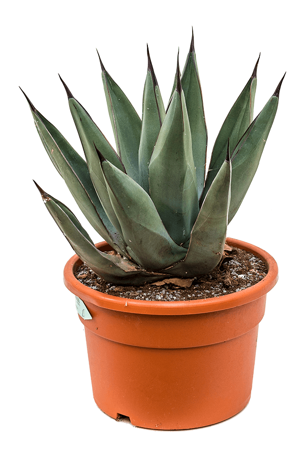 Agave Nigra