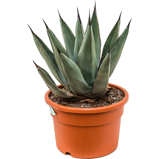 Agave Nigra