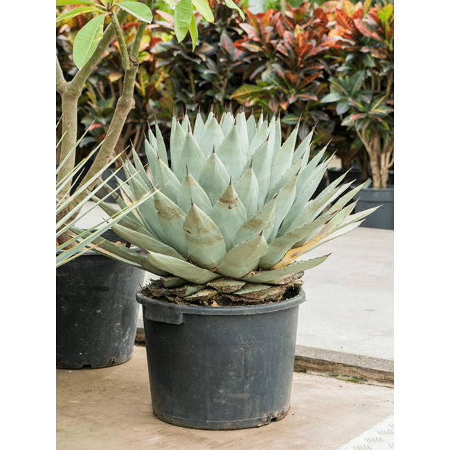 Agave Parryi