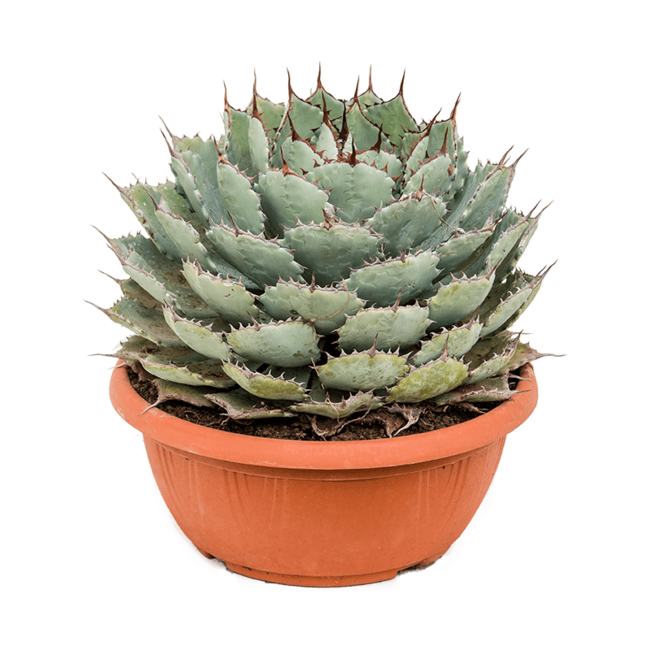 Agave Potatorum Compacta