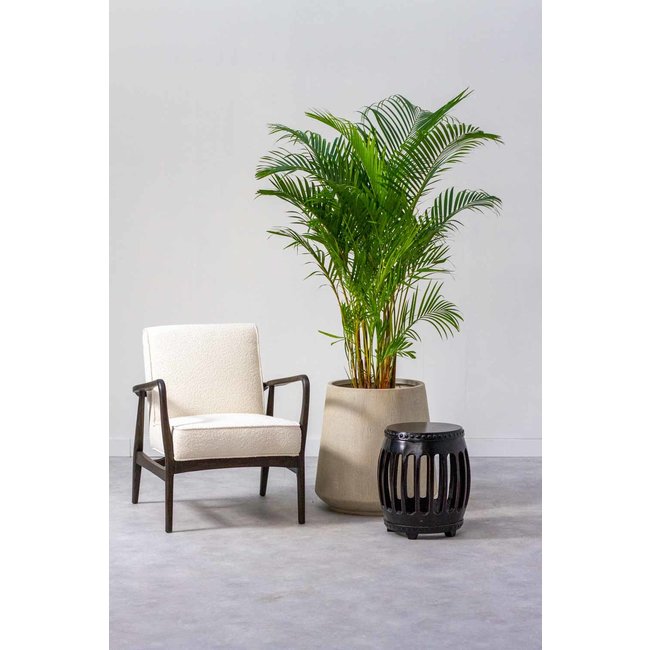 Goudpalm Areca XL