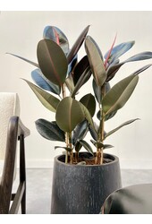 Ficus Elastica Abidjan M