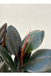 Ficus Elastica Abidjan M