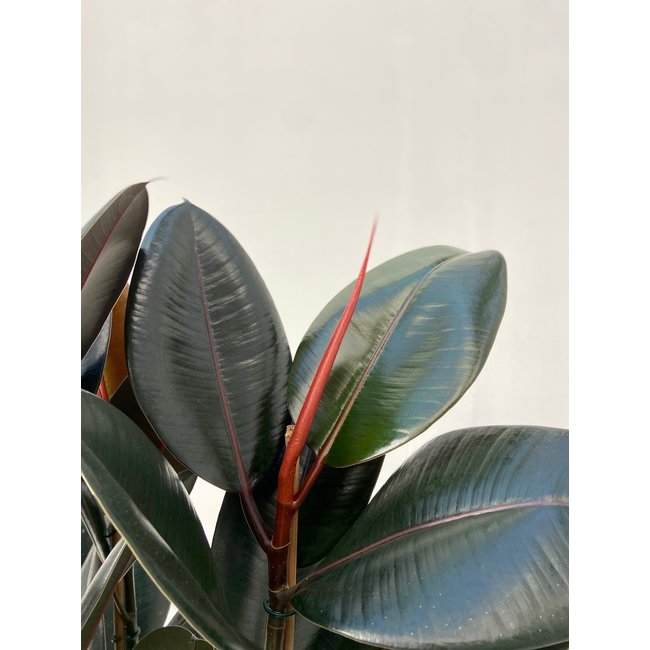 Ficus Elastica Abidjan M