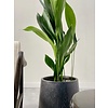 Aspidistra Eliator XL