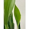 Aspidistra Eliator XL