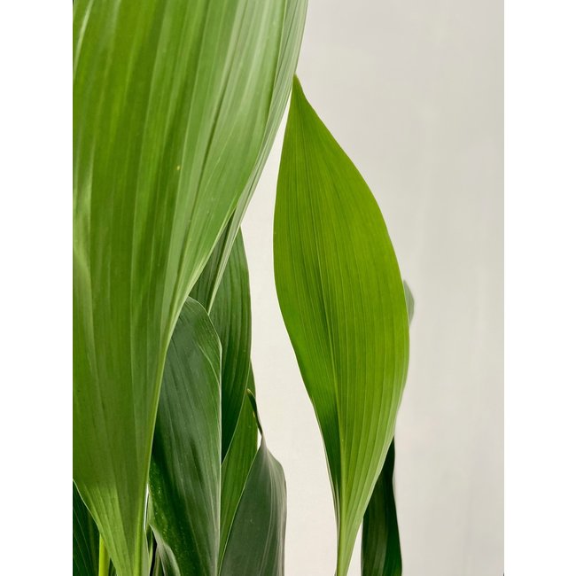 Aspidistra Eliator XL