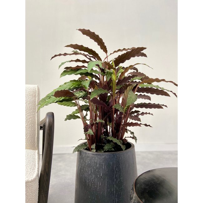 Calathea Rufibarba M