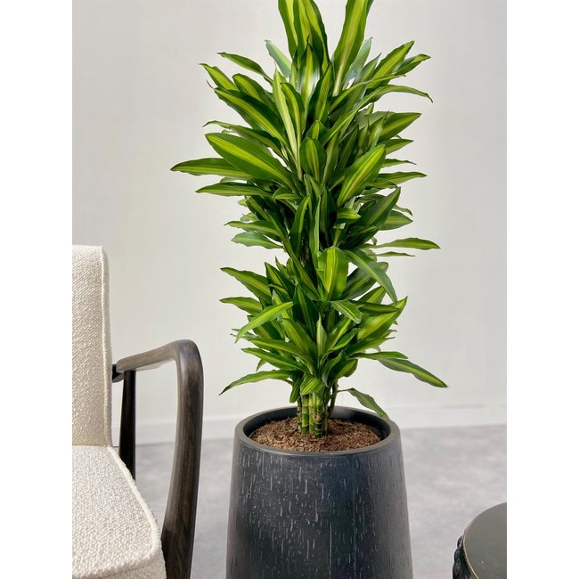 Dracaena Cintho vertakt L