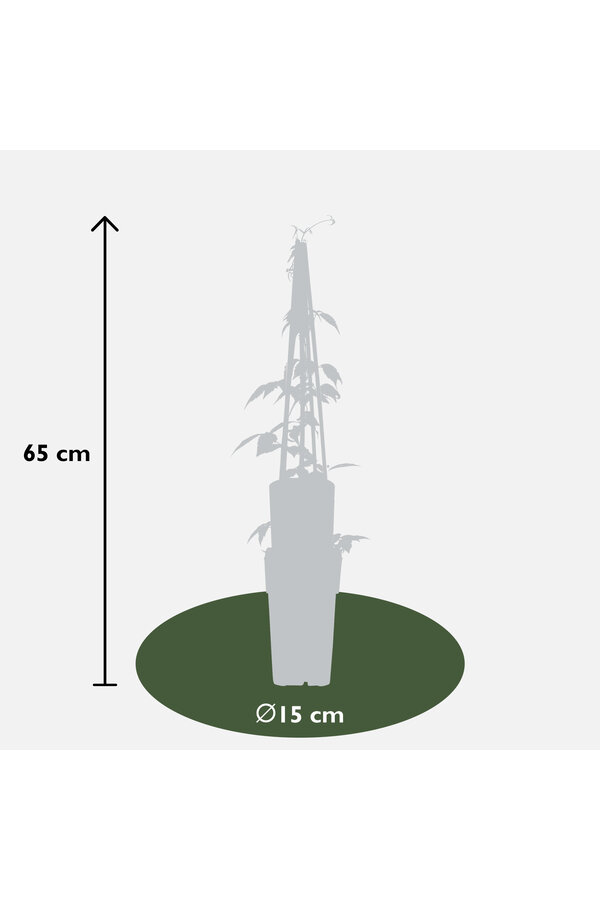 Clematis Kleinbloemige Bosrank Grandiflora