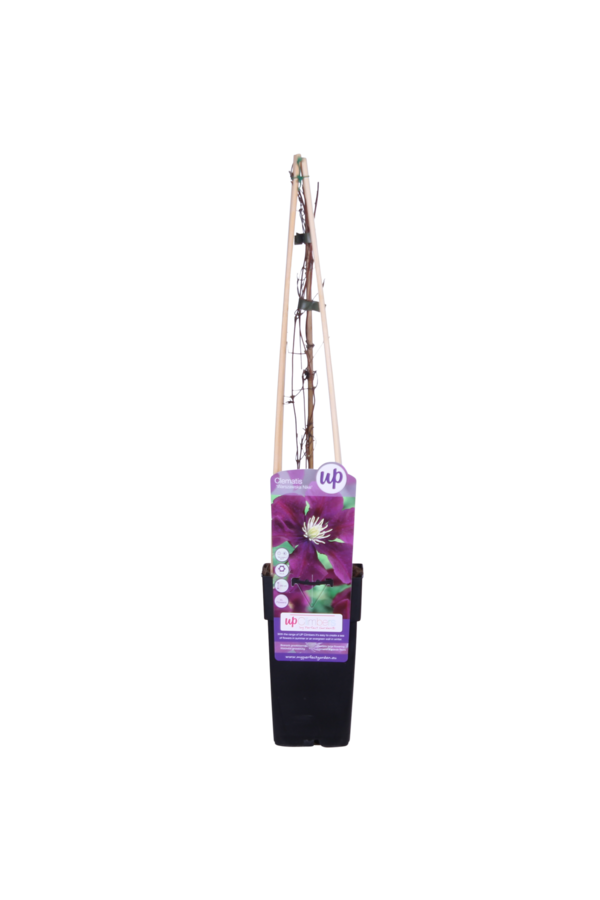 Clematis Grootbloemige Bosrank Warszawska Nike