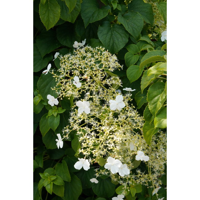 Klimhortensia Petiolaris