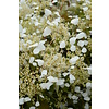 Hortensia Snow Sensation