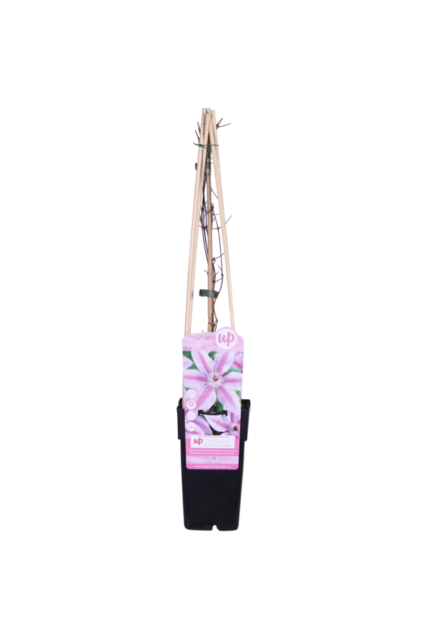 Clematis Grootbloemige Bosrank Nelly Moser