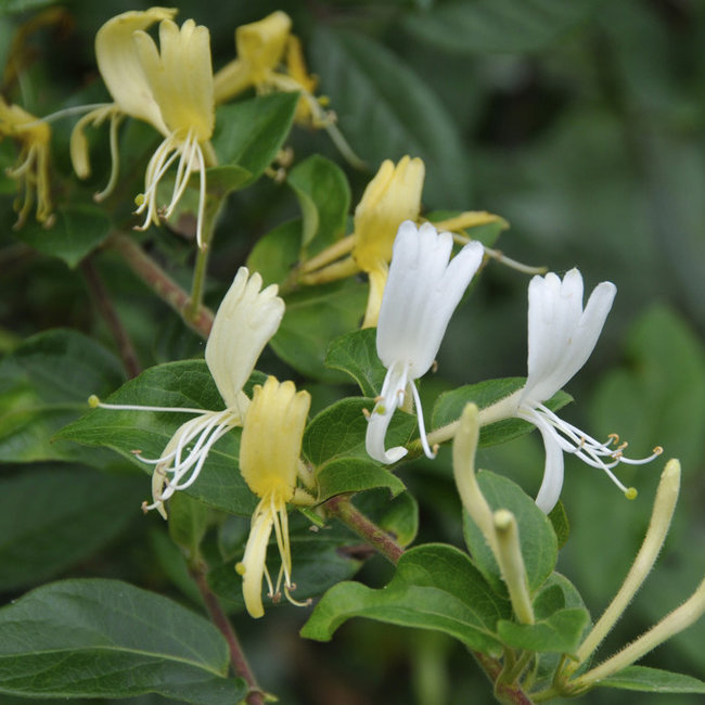 Lonicera Kamperfoelie Halliana