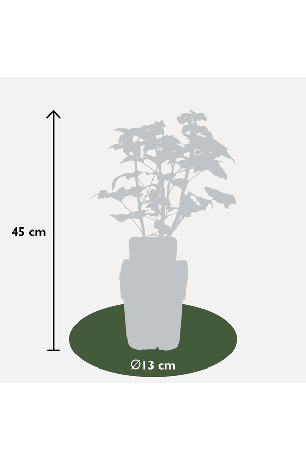 BIO Aalbes Ribes Little Black Sugar