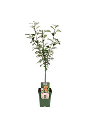 BIO Appelboom Malus Elstar
