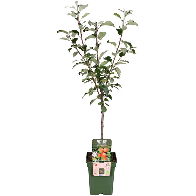 BIO Appelboom Malus Elstar