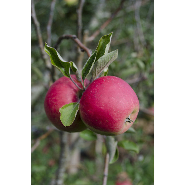 BIO Appelboom Malus Elstar